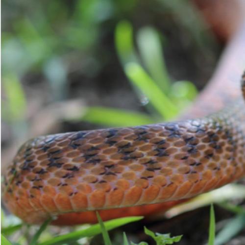 Man dead after suffering snake bites south of Mackay