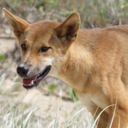 Woman attacked by four dingoes while running on K'gari (Fraser Island)
