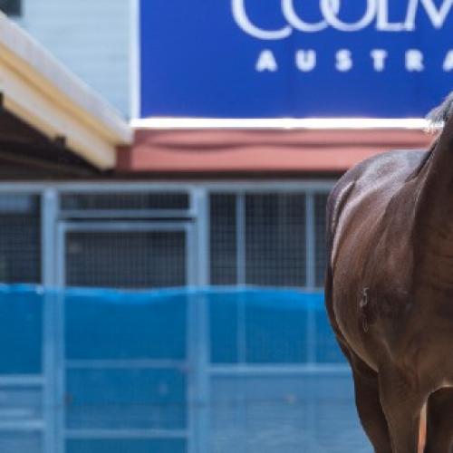 WATCH: 2023 Magic Millions Yearling Sale Is In Full Swing