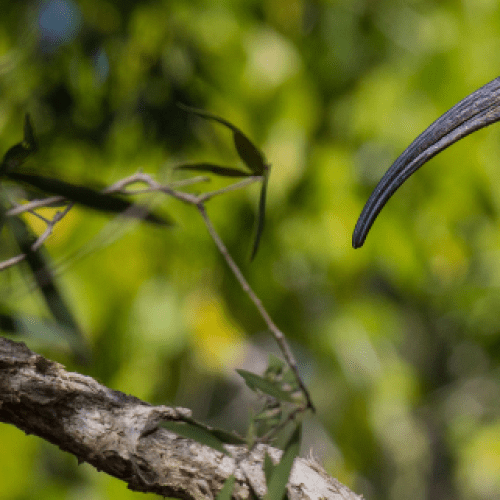 Colony of ibis return to northern Gold Coast M1 site