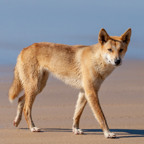 Dingo involved in K'gari attack captured and euthanised
