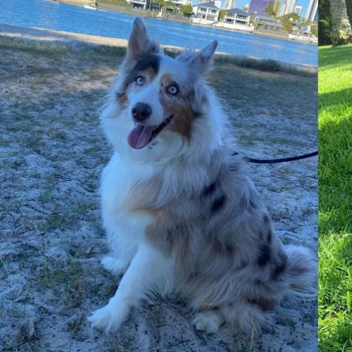 Blind dog and car stolen during daylight break-in at Gold Coast home