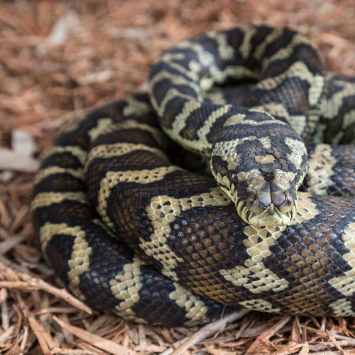 Man bitten by snake in Gold Coast bushland as snake activity ramps up