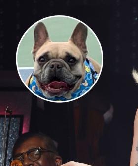 Lady Gaga’s $500k Reward Rejected in Dog-Napping Case