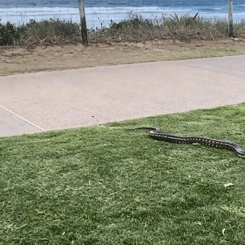 WATCH: Python spotted at popular Gold Coast oceanway