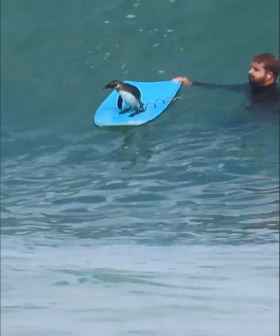 "Surf's Up!" Penguins Have Taken Up Surfing In South Africa