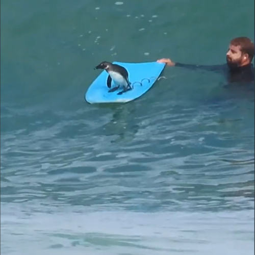 “Surf’s Up!” Penguins Have Taken Up Surfing In South Africa