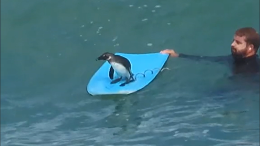 “Surf’s Up!” Penguins Have Taken Up Surfing In South Africa