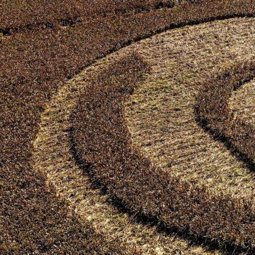 Mysterious Crop Circles Appear in Rural Australia