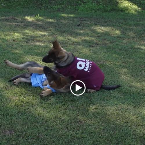 WATCH: Qld Police puppies predict State of Origin Game 1 winner