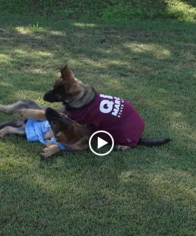 WATCH: Qld Police puppies predict State of Origin Game 1 winner