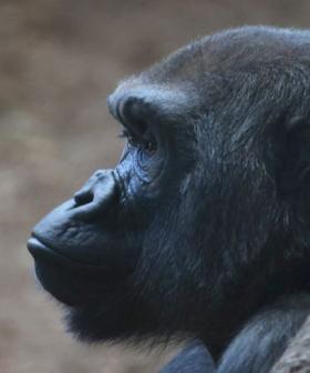 Zoo Bans Phone Screens After Gorillas Became Addicted