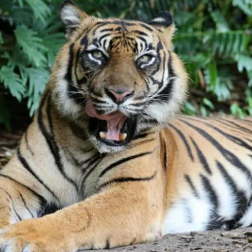 Woman recovering in hospital after being mauled by tiger at Dreamworld