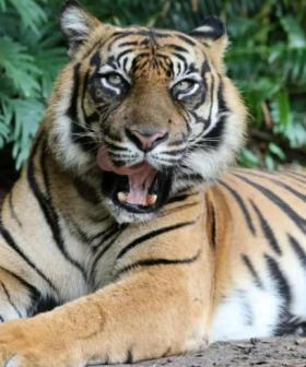 Woman recovering in hospital after being mauled by tiger at Dreamworld